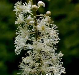 Black cohosh herbal remedy